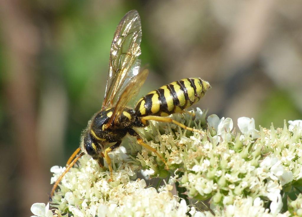 Polochrum repandum (Sapygidae)